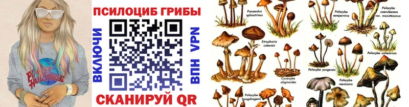 Галлюциногенные грибы Psilocybe Находка